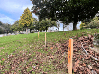 Wooden markers staked into the ground at Porirua Cemetery, symbolising unmarked graves