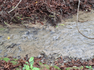 Three photos showing Mitchell Stream in Porirua with cloudy brown water, sediment buildup, and signs of recent discharges below the Porirua landfill.