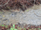 Three photos showing Mitchell Stream in Porirua with cloudy brown water, sediment buildup, and signs of recent discharges below the Porirua landfill.