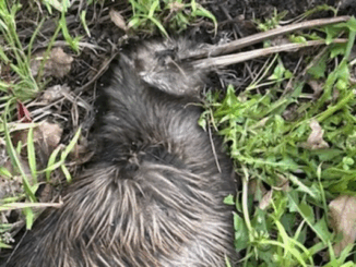 Dead North Island brown kiwi lying in grass, partially buried in foliage, with visible injuries consistent with a dog attack.