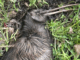 Dead North Island brown kiwi lying in grass, partially buried in foliage, with visible injuries consistent with a dog attack.