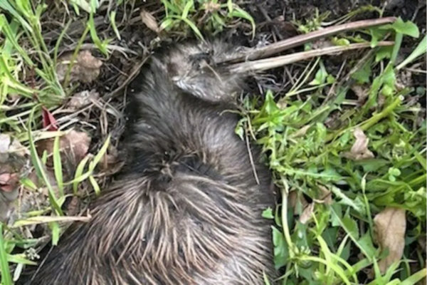 Dead North Island brown kiwi lying in grass, partially buried in foliage, with visible injuries consistent with a dog attack.