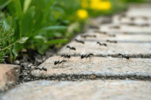 Technician preparing equipment at a Porirua home.