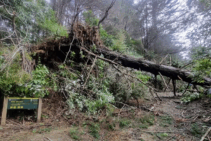 A large fallen tree lies across a forest trail, its roots exposed and branches tangled, blocking the path in a bush-covered park area.