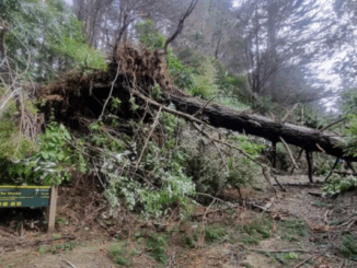 A large fallen tree lies across a forest trail, its roots exposed and branches tangled, blocking the path in a bush-covered park area.
