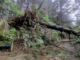 A large fallen tree lies across a forest trail, its roots exposed and branches tangled, blocking the path in a bush-covered park area.