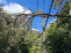 Fallen tree resting on power lines in Porirua after severe windstorm.