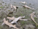 Dead rig sharks lie scattered on a muddy tidal flat in shallow water at Porirua Harbour.