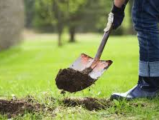 A person digs into grass with a shovel, lifting a clump of soil from a garden.