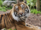 A Sumatran tiger with orange fur and black stripes lies on the ground, looking directly toward the camera, surrounded by greenery and rocks.