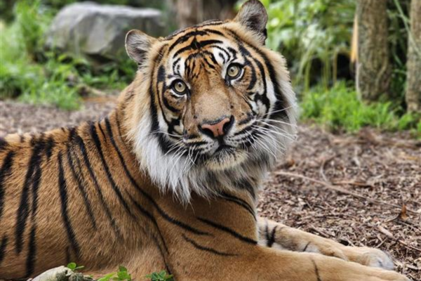 A Sumatran tiger with orange fur and black stripes lies on the ground, looking directly toward the camera, surrounded by greenery and rocks.