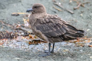 A brown skua standing on a grey beach among seaweed and driftwood.