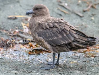 A brown skua standing on a grey beach among seaweed and driftwood.