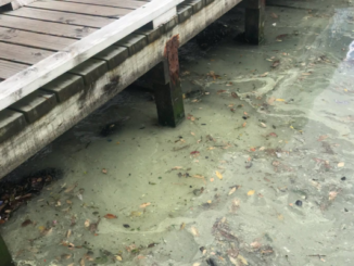 Alt text: Pale yellow-green slick and floating leaves on the water beside a wooden jetty.