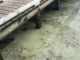 Alt text: Pale yellow-green slick and floating leaves on the water beside a wooden jetty.