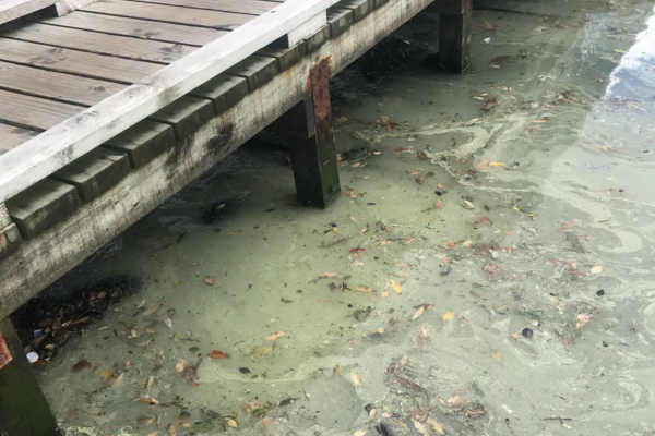 Alt text: Pale yellow-green slick and floating leaves on the water beside a wooden jetty.